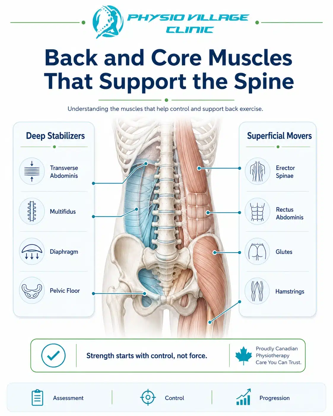 Clinical anatomy infographic showing deep stabilizer muscles and superficial movers involved in safe back exercises.