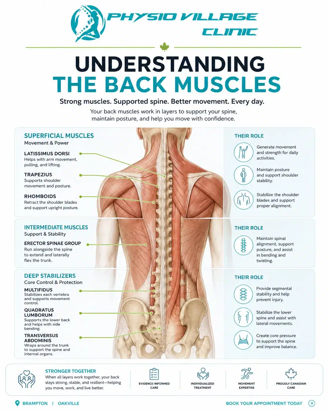 Clinical infographic showing superficial, intermediate, and deep back muscle layers involved in posture and spinal stability.